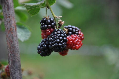 Debbie Blair's Color Inspiration, Black Raspberries - , Wire Jewelry Design, Design, black raspberries